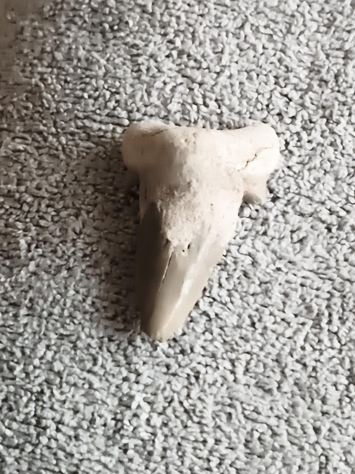 Dent fossile de requin aspect beige gris fossil shark tooth paléontologie déco