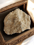 Fragment calcaire ancien, empreinte fossile naturelle, pierre décorative