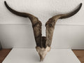 Crâne ancien avec très grandes cornes spirales taxidermie déco naturelle