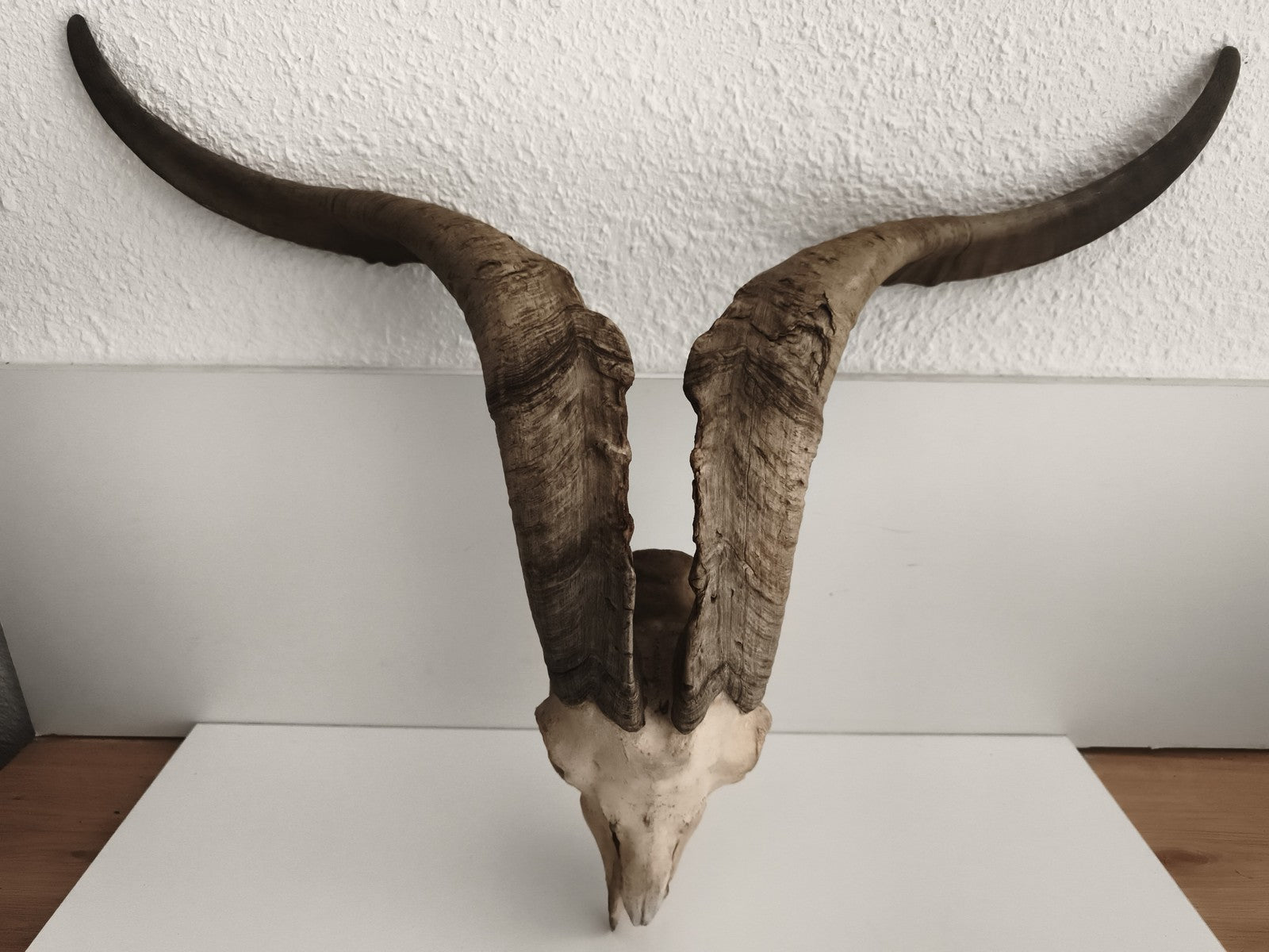 Crâne ancien avec très grandes cornes spirales taxidermie déco naturelle