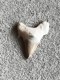 Dent fossile de requin triangulaire grise aspect naturel paléontologie