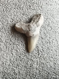 Fossile dent de requin, racine minéralisée, aspect naturel, paléontologie