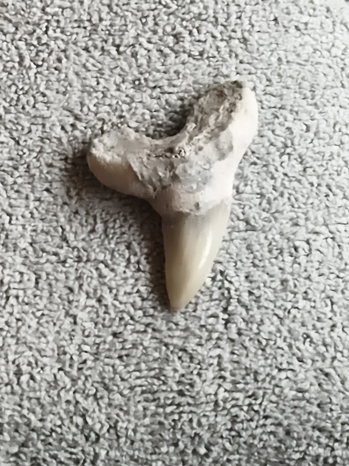 Fossile dent de requin, racine minéralisée, aspect naturel, paléontologie