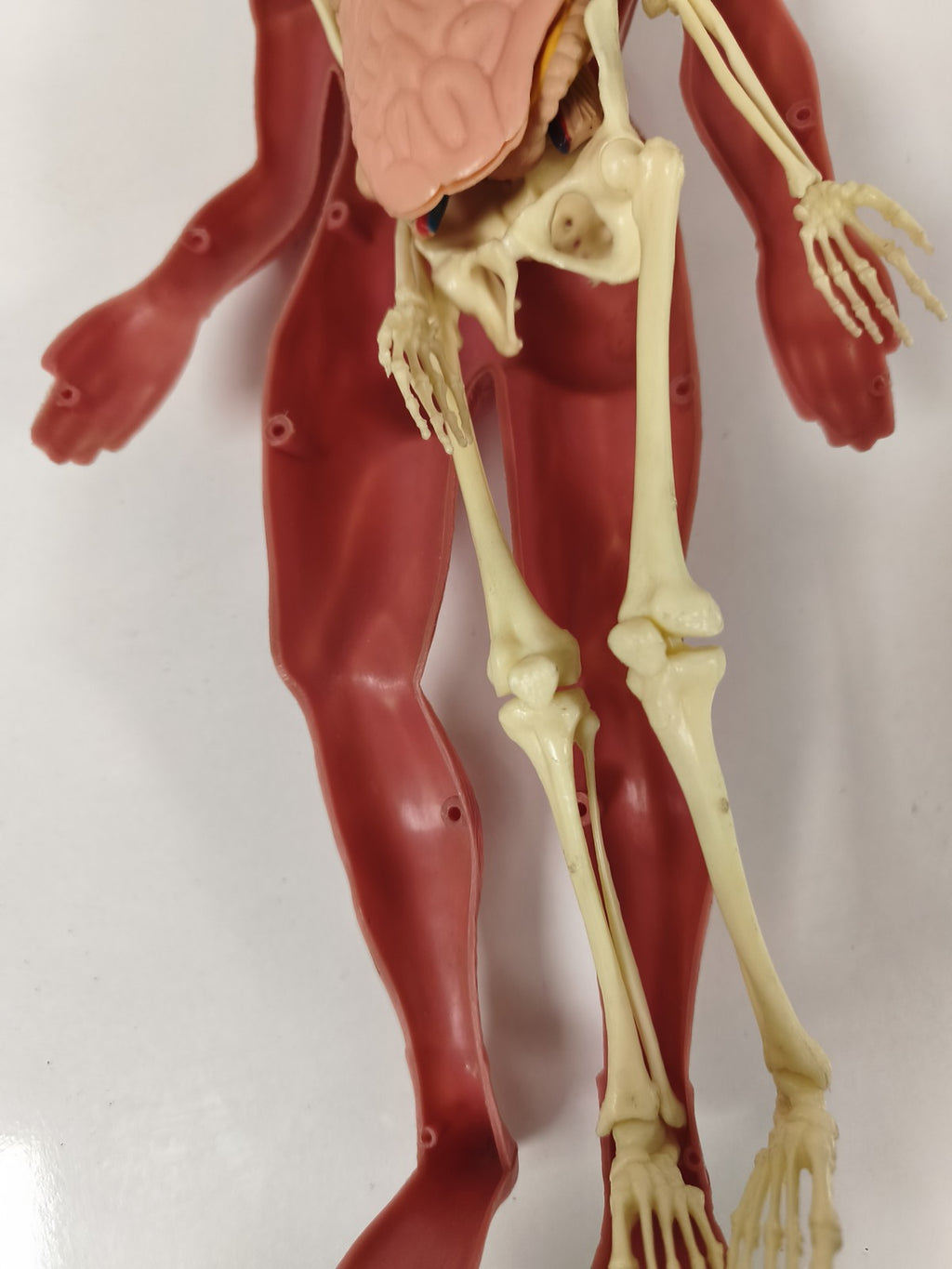 Modèle anatomique humain articulé muscles et squelette, figurine pédagogique