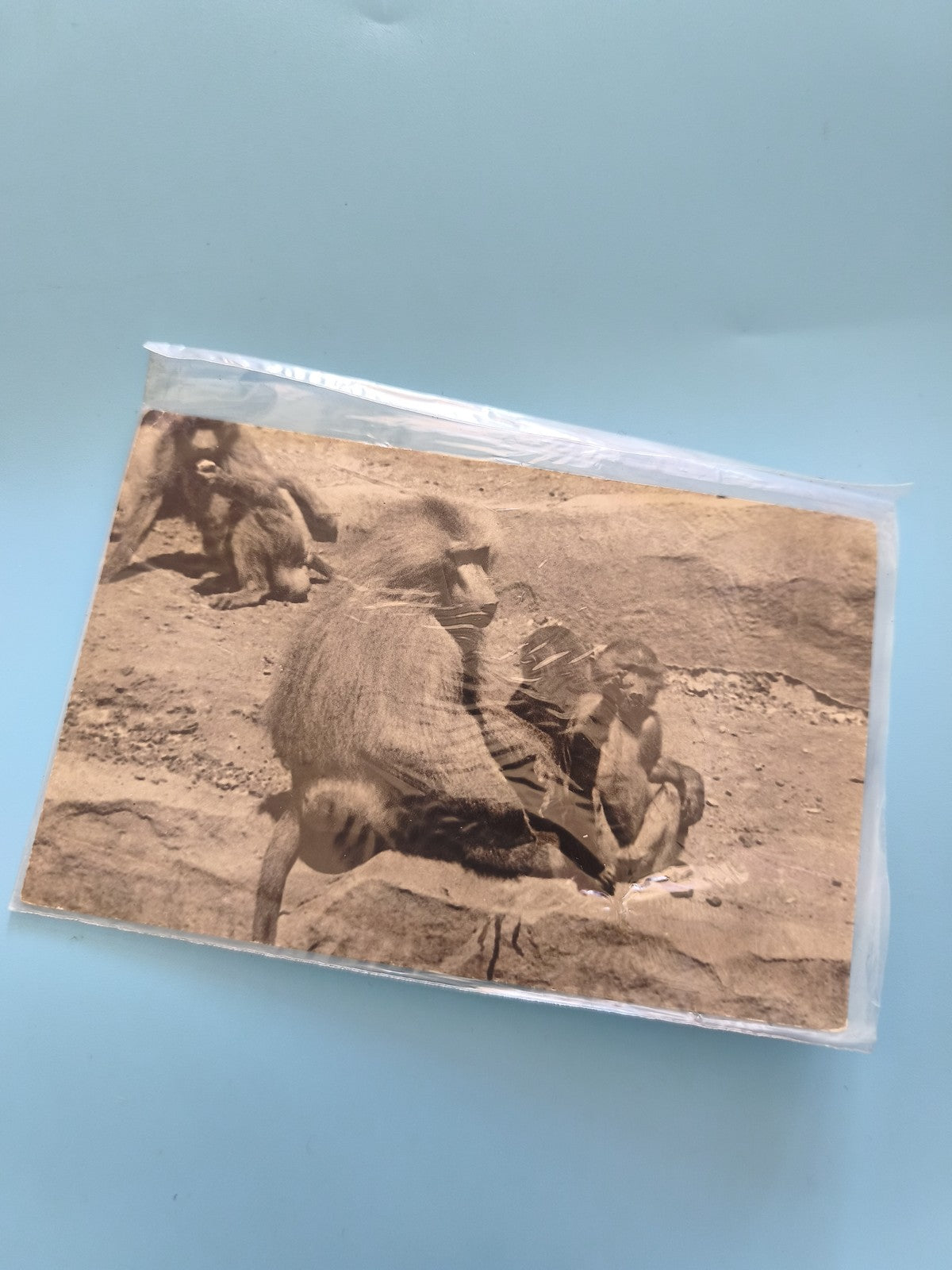 Carte postale vintage Parc zoologique Bois de Vincennes Paris rétro collection