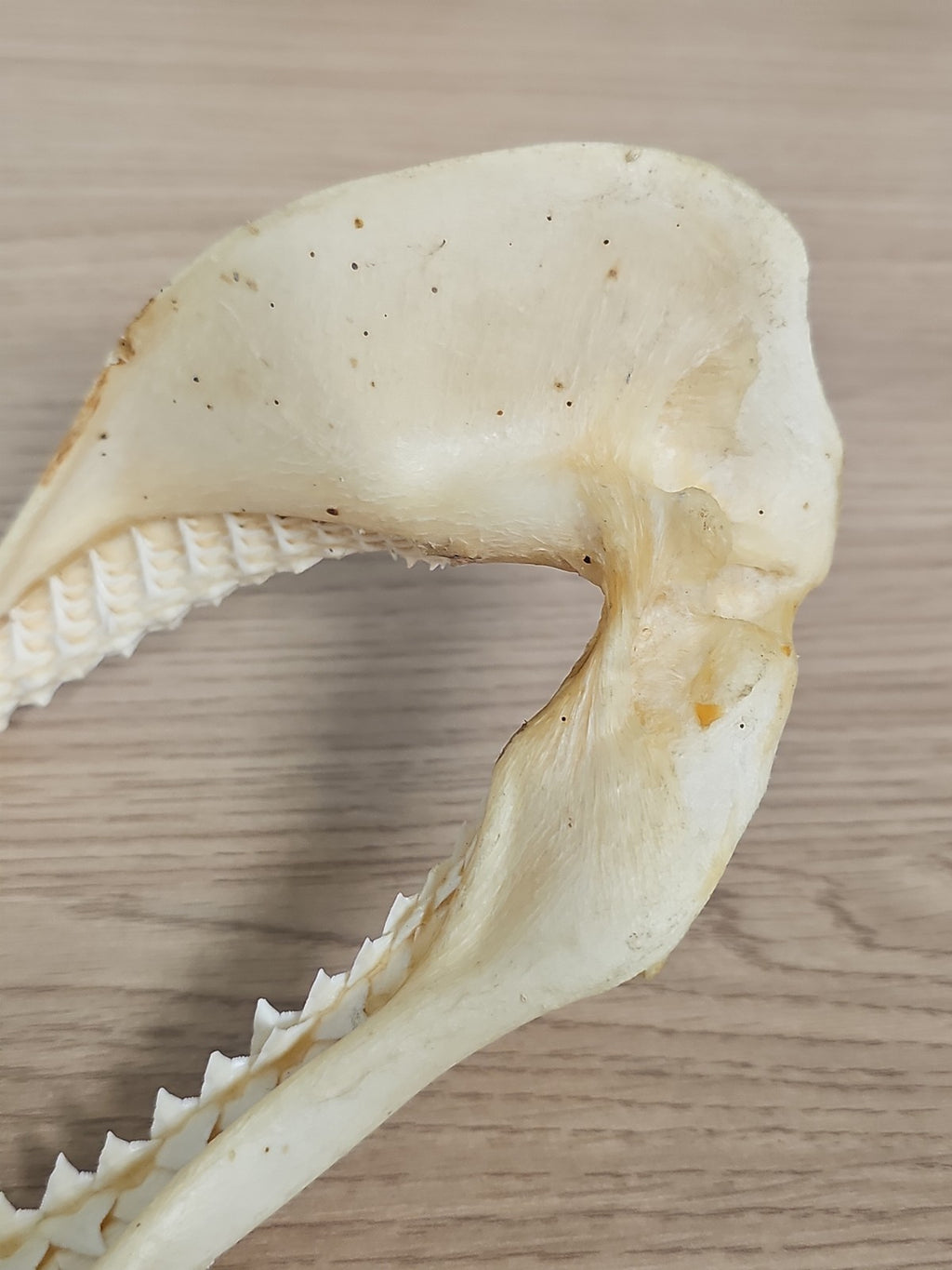 Mâchoire de requin ancien, dents visibles, vintage déco cabinet curiosités