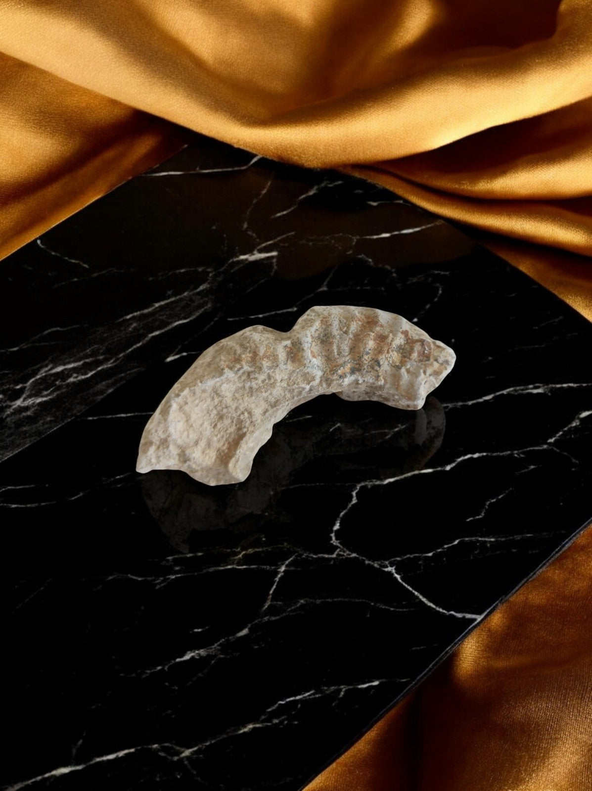 Fossile ammonite Jurassique, forme courbe, surface crénelée, pièce unique