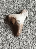 Fossile dent de requin aspect naturel couleur beige marron