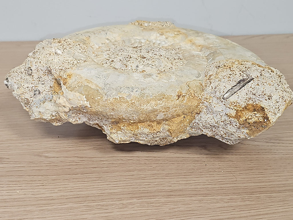 Grande ammonite fossilisée authentique du Texas pierre naturelle décoration
