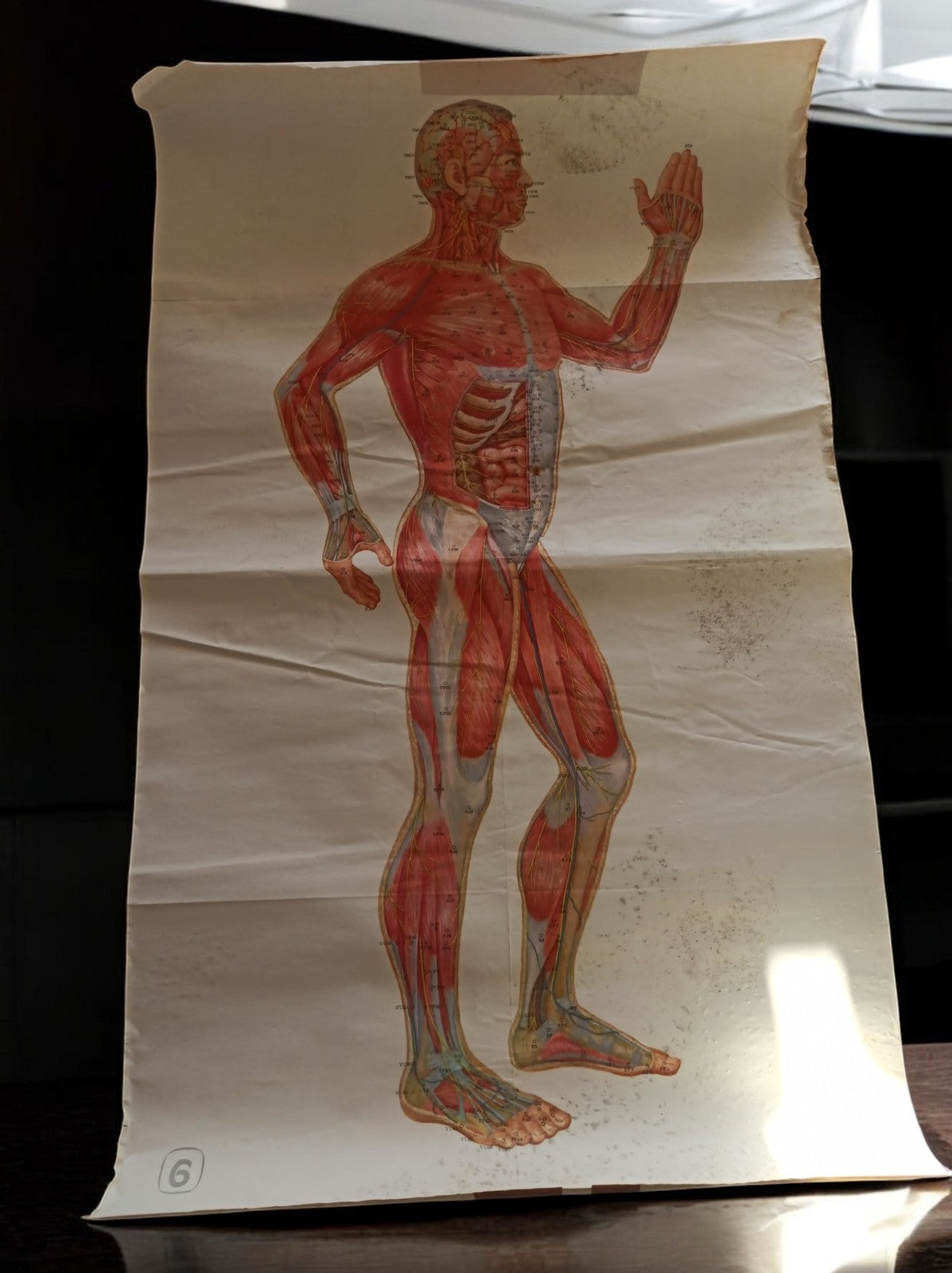 Affiche anatomique vintage Chine homme muscles illustration médicale ancienne