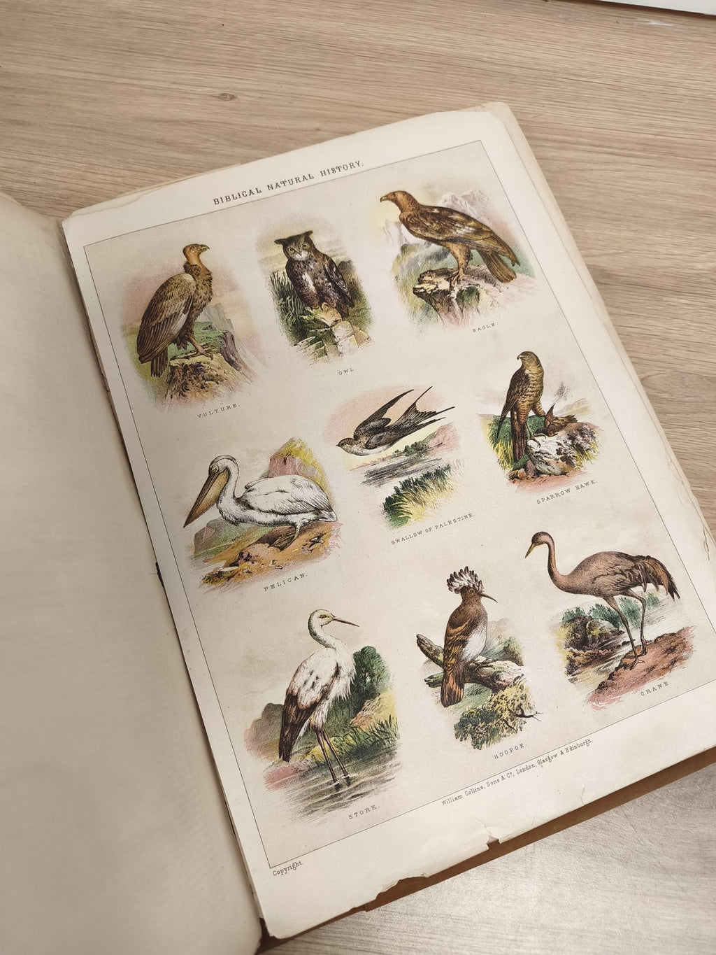 Lot d?images anciennes animaux, planches illustrées, classeur ornithologie vinta