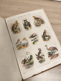 Lot d?images anciennes animaux, planches illustrées, classeur ornithologie vinta