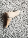 Fossile dent de requin avec gangue beige, authentique, pièce paléontologique