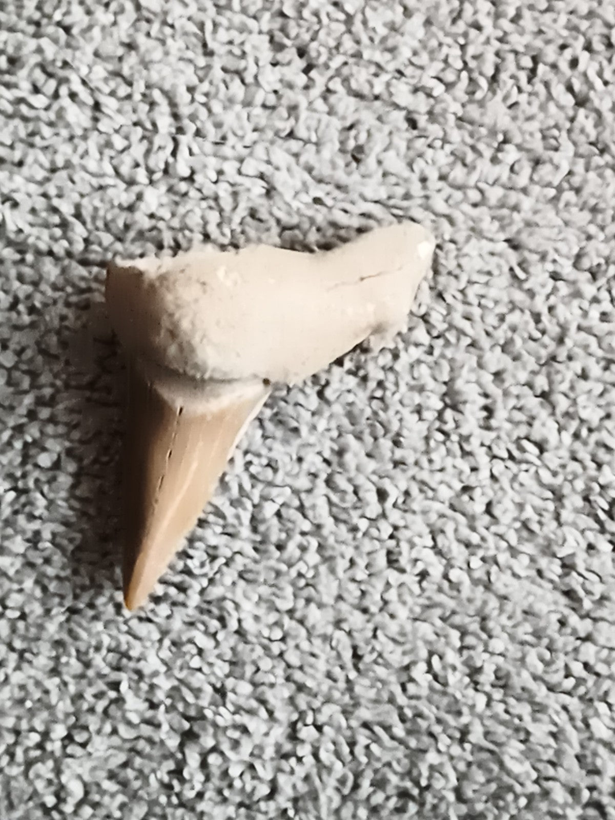 Fossile dent de requin avec gangue beige, authentique, pièce paléontologique