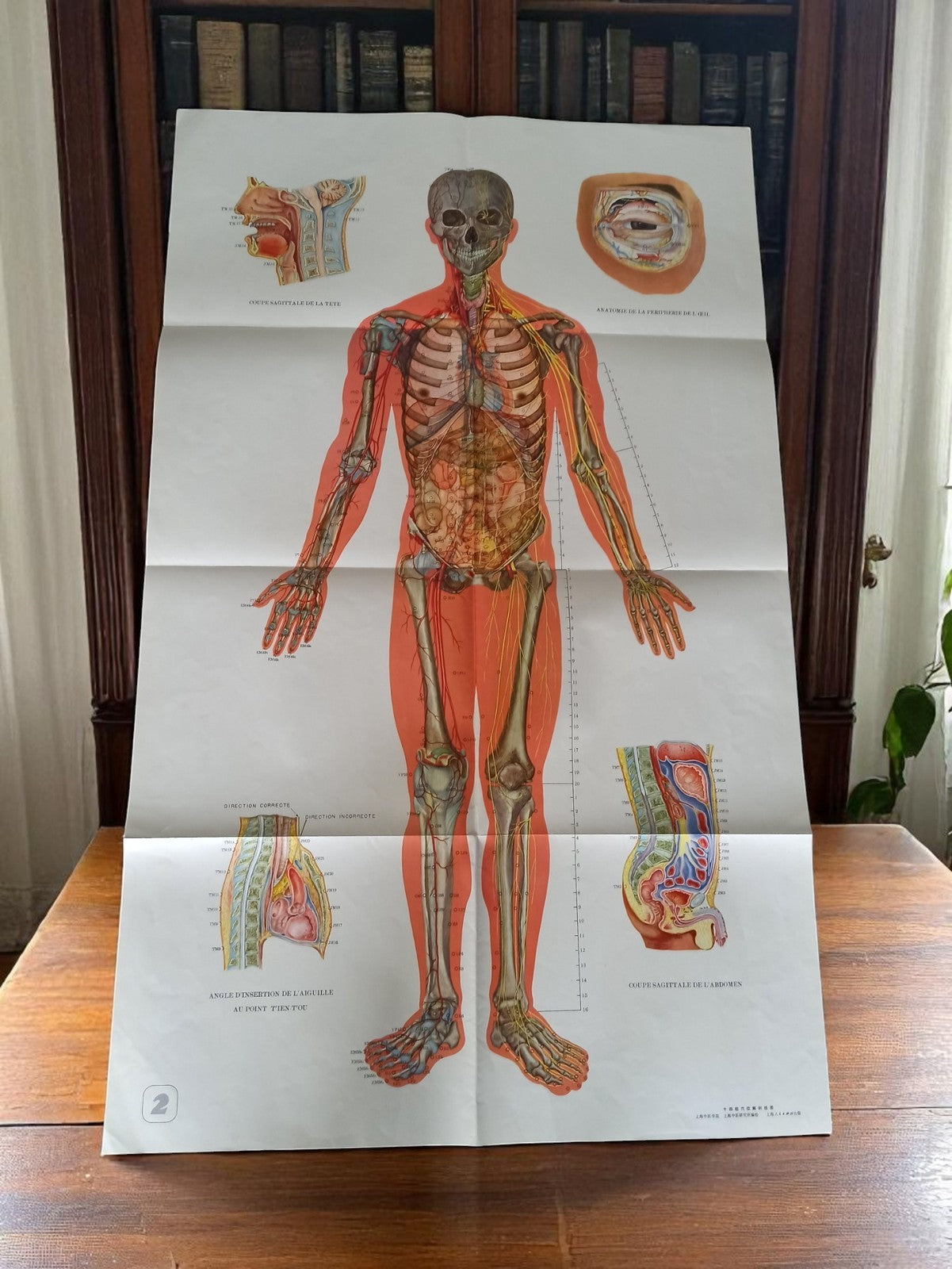 Affiche anatomie humaine vintage, planche médicale, acupuncture chinoise 65.5x10