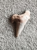Fossile dent de requin aspect naturel, teinte beige grise, spécimen minéralogiqu