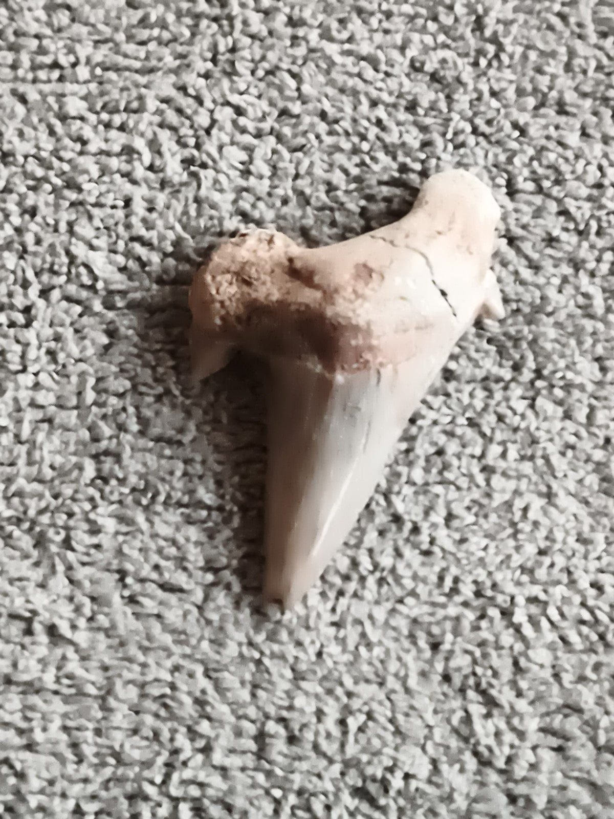 Fossile dent de requin aspect naturel, teinte beige grise, spécimen minéralogiqu