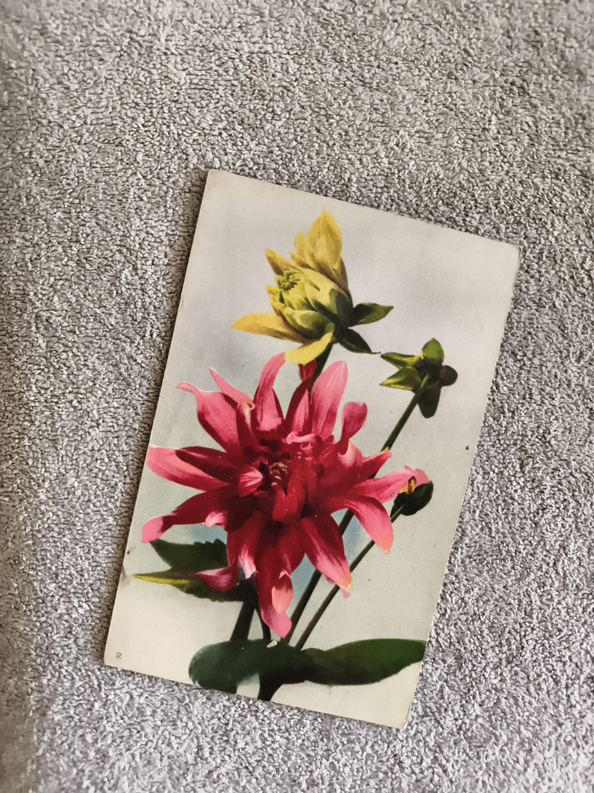 Carte postale fleur Dahlia rouge et bouton jaune illustration florale CPA