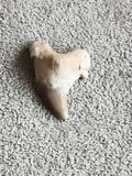 Dent fossile requin aspect beige brun fossile naturel paléontologie