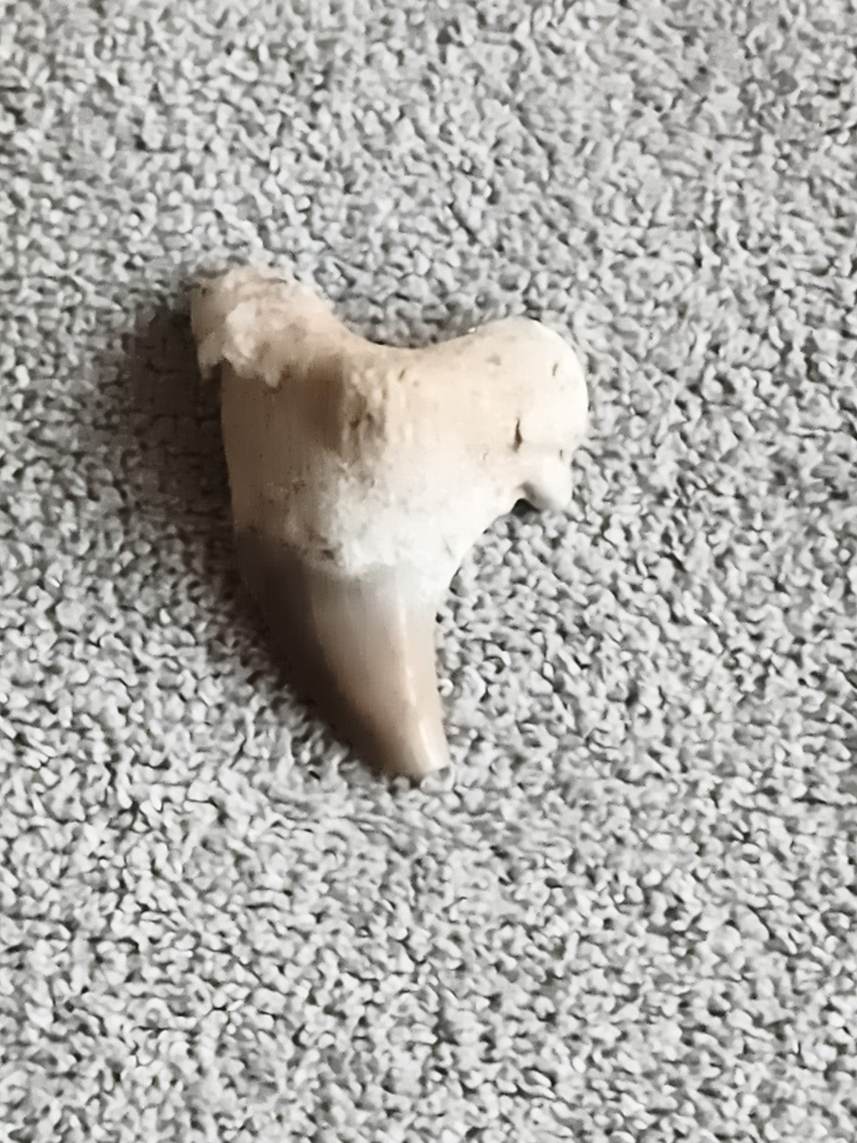 Dent fossile requin aspect beige brun fossile naturel paléontologie
