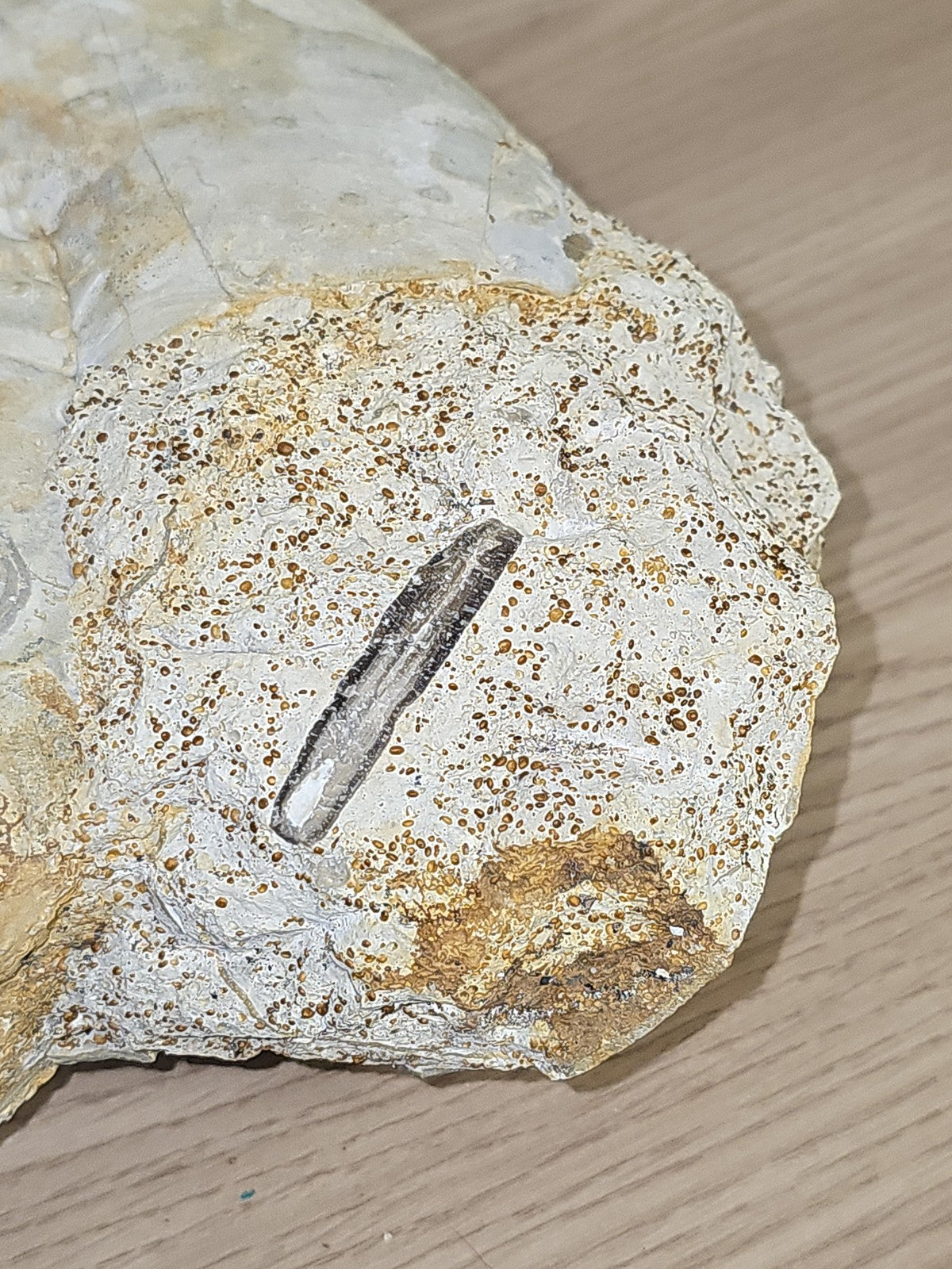 Grande ammonite fossilisée authentique du Texas pierre naturelle décoration