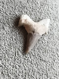 Dent fossile requin gris aspect minéral triangulaire pale fossil shark tooth