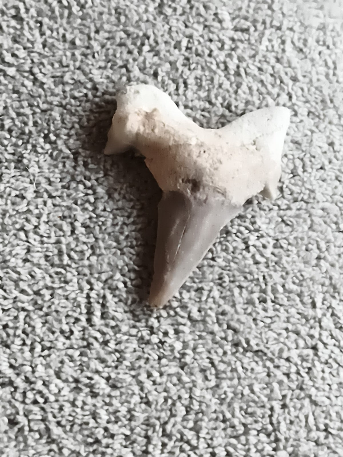 Dent fossile requin gris aspect minéral triangulaire pale fossil shark tooth