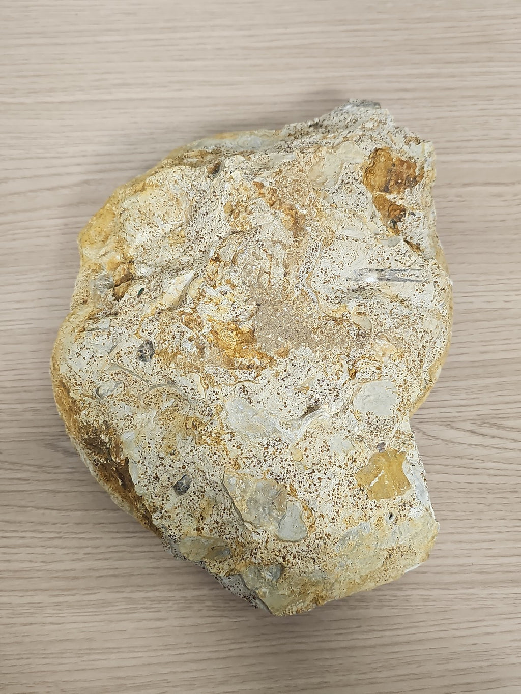 Grande ammonite fossilisée authentique du Texas pierre naturelle décoration
