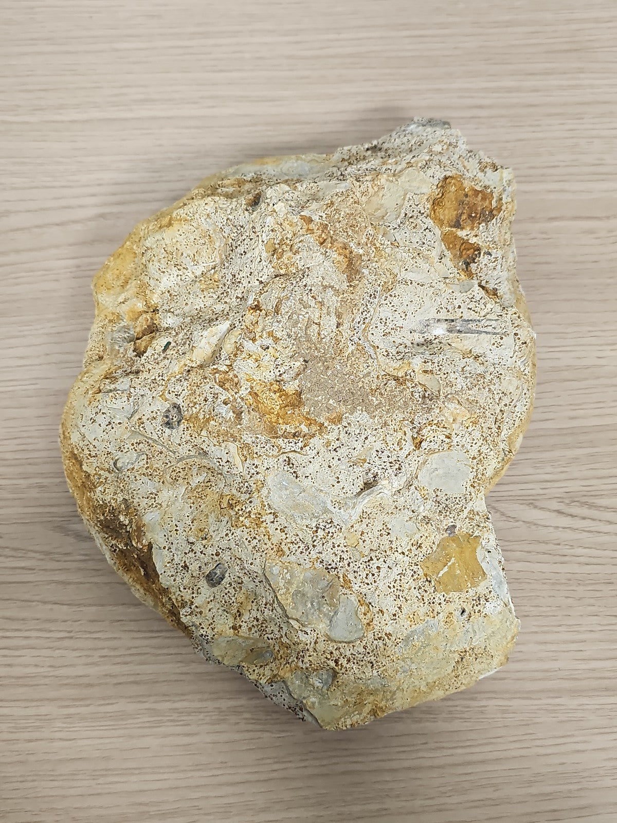 Grande ammonite fossilisée authentique du Texas pierre naturelle décoration