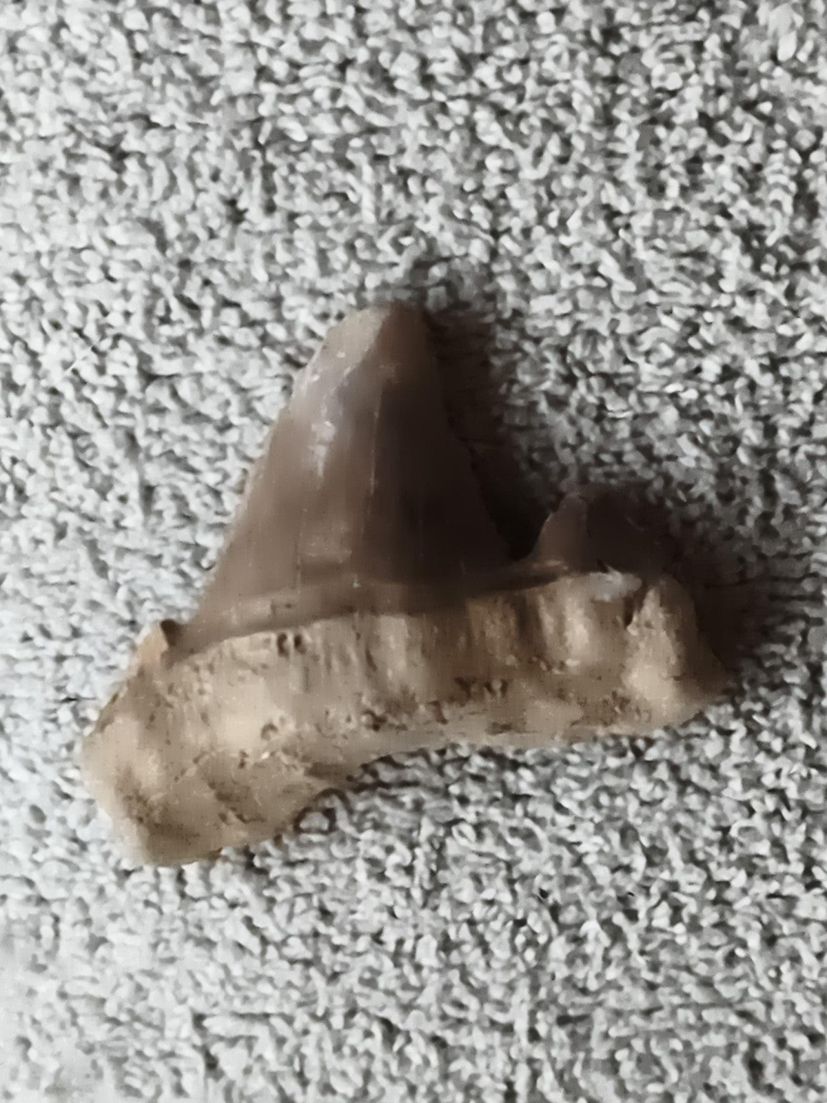 Fossile dent de requin aspect minéral brun beige, pièce naturelle paléontologie
