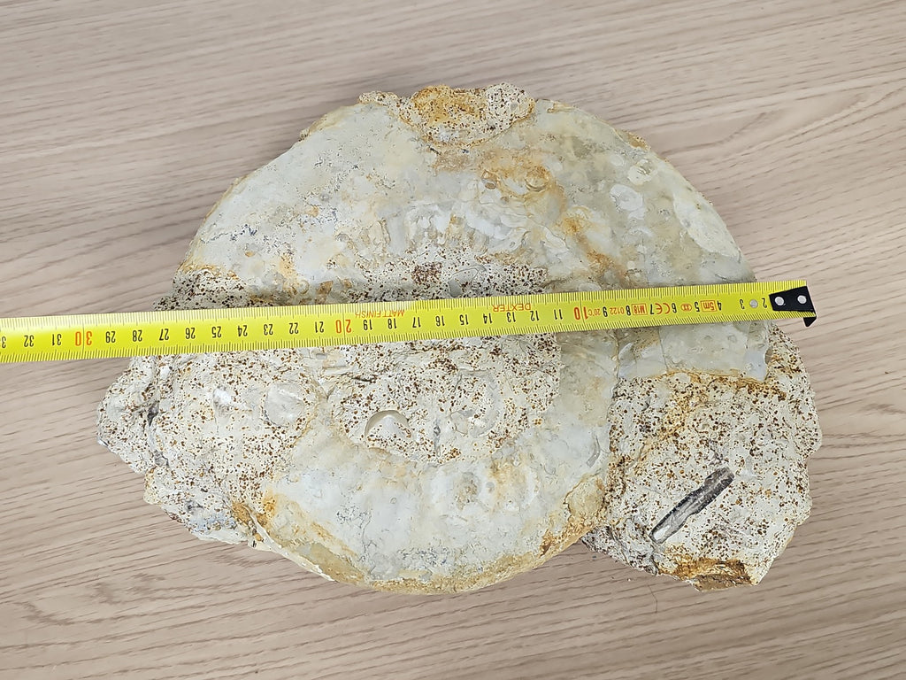 Grande ammonite fossilisée authentique du Texas pierre naturelle décoration