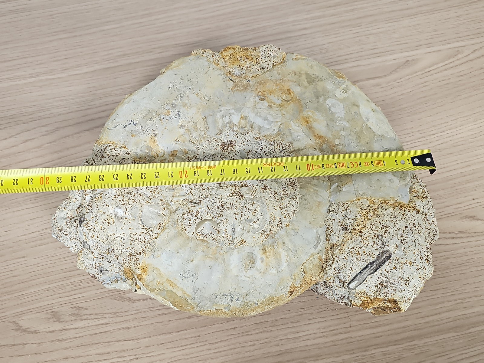 Grande ammonite fossilisée authentique du Texas pierre naturelle décoration