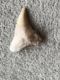 Fossile dent de requin aspect naturel minéral beige