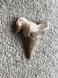 Fossile dent de requin triangulaire aspect naturel minéral