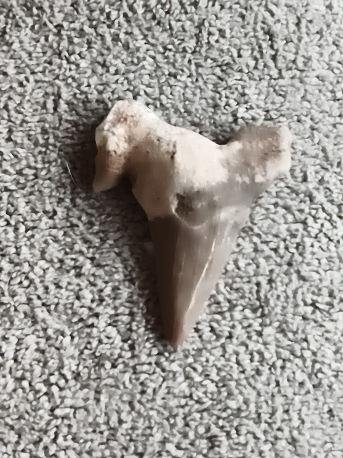 Fossile dent de requin triangulaire aspect naturel minéral