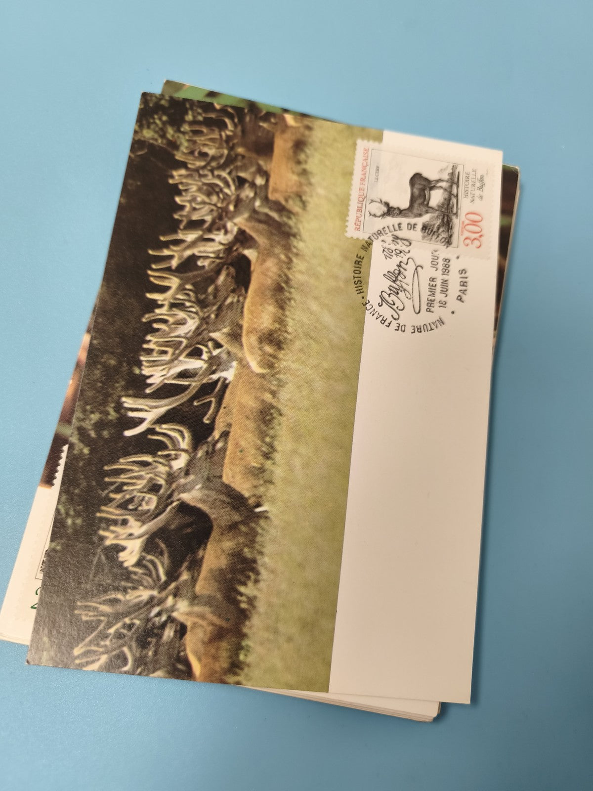 Carte postale faune cerf timbre France oblitéré philatélie animaux nature