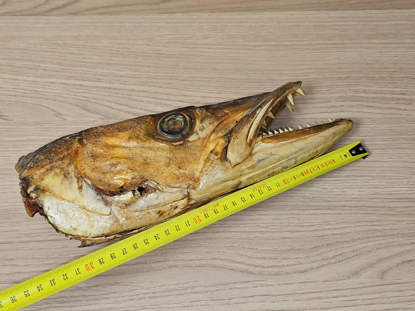 Ancienne tête de brochet naturalisée vintage, taxidermie, curiosité, déco rétro