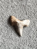 Dent fossile de requin authentique teinte beige grise paléontologie