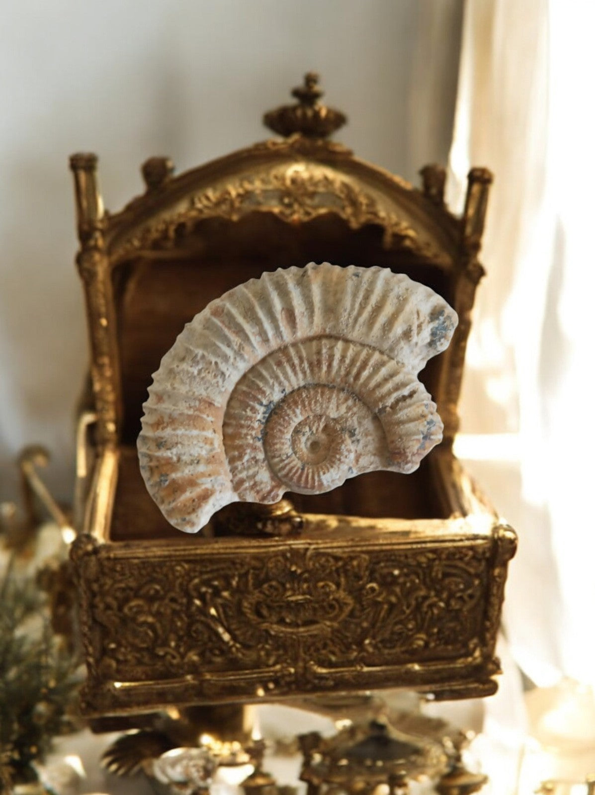 Ammonite fossile Jurassique spirale beige marron – Pièce décorative unique