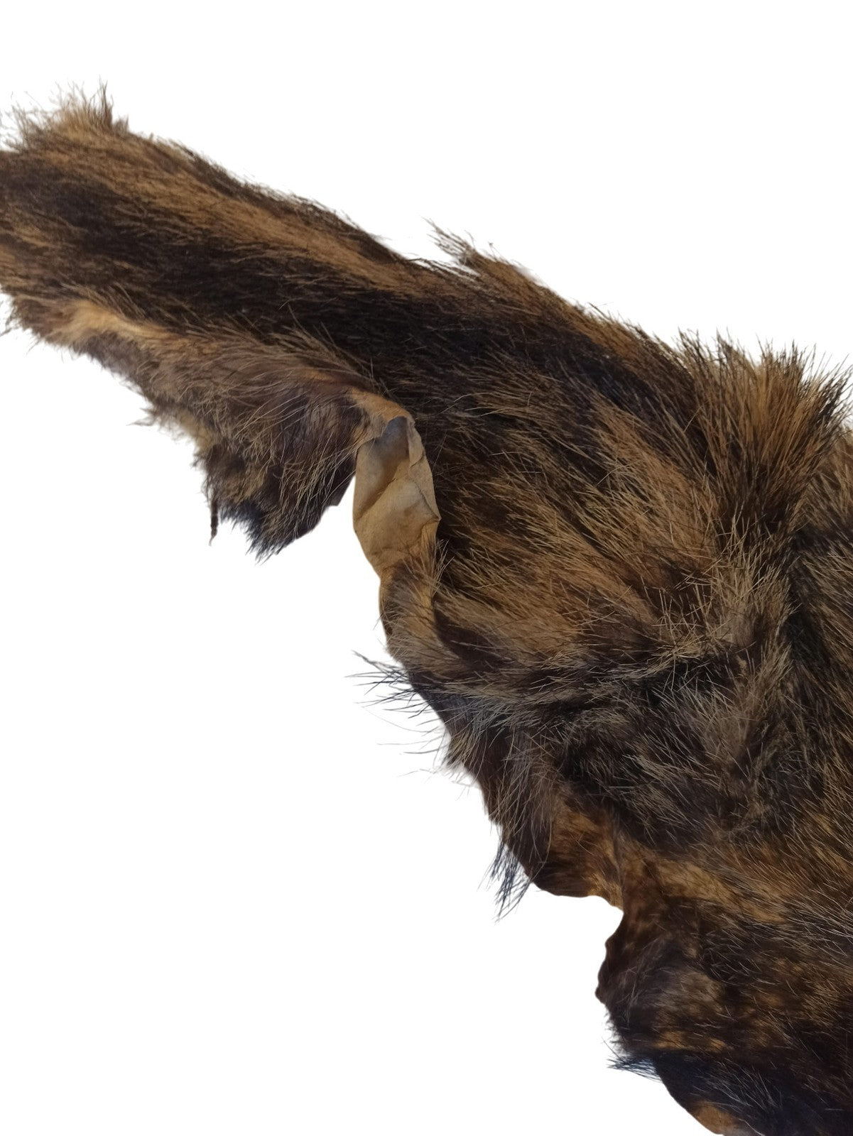 Peau de félin taxidermie vintage, cabinet de curiosités, ancienne, 90cm