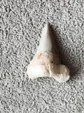 Fossile dent de requin aspect beige gris, pointe triangulaire, minéral