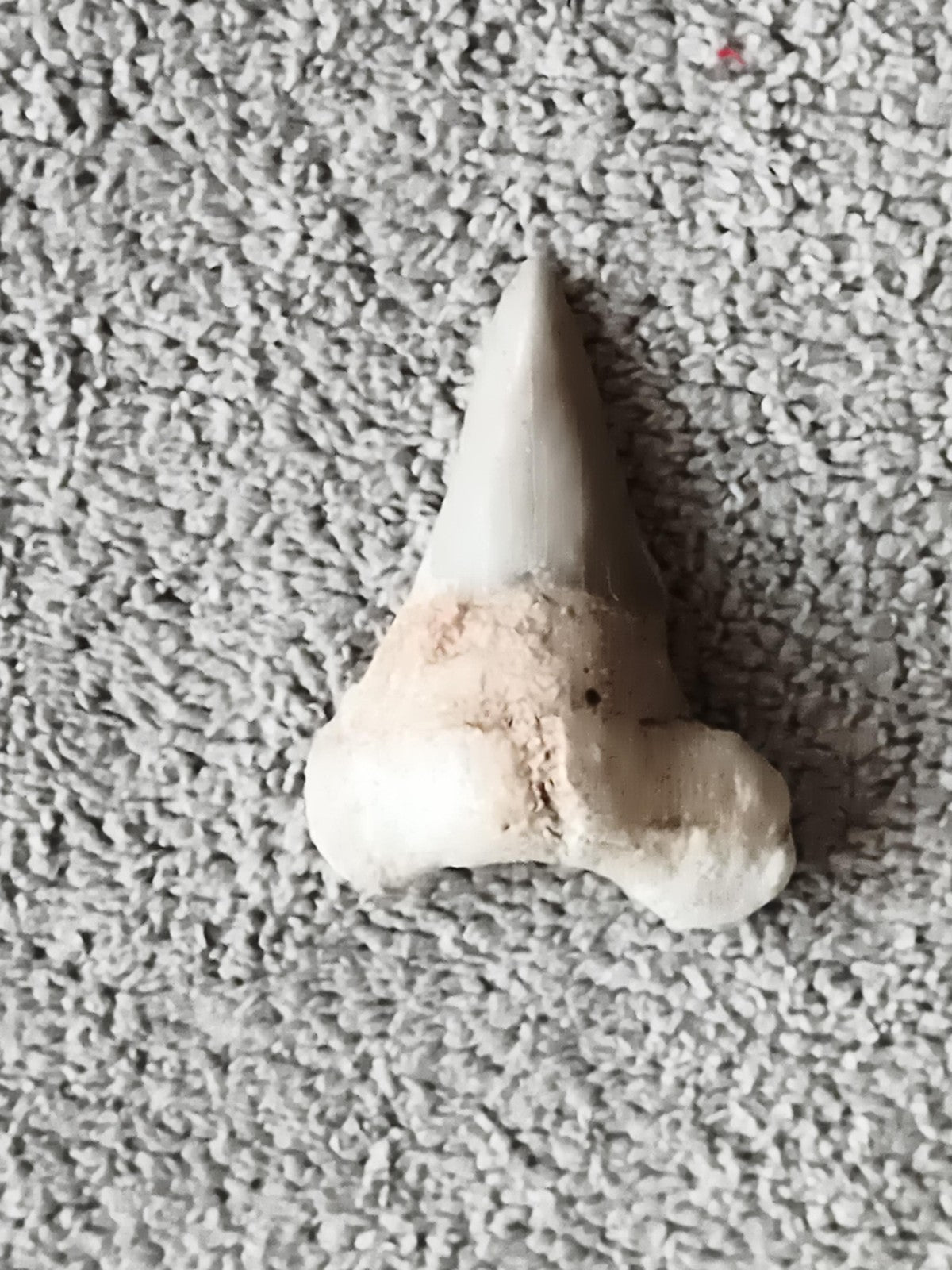 Fossile dent de requin aspect beige gris, pointe triangulaire, minéral