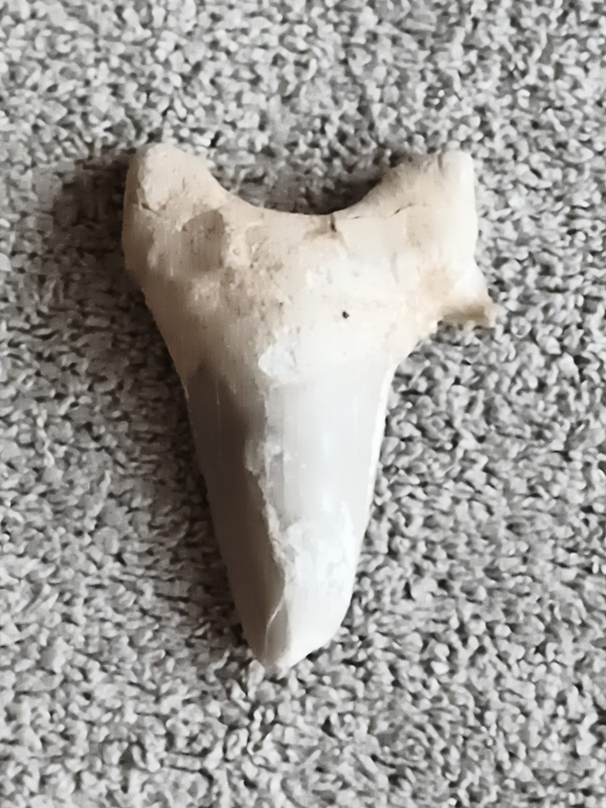 Fossile dent de requin gris crème, pointe triangulaire, sédimentaire