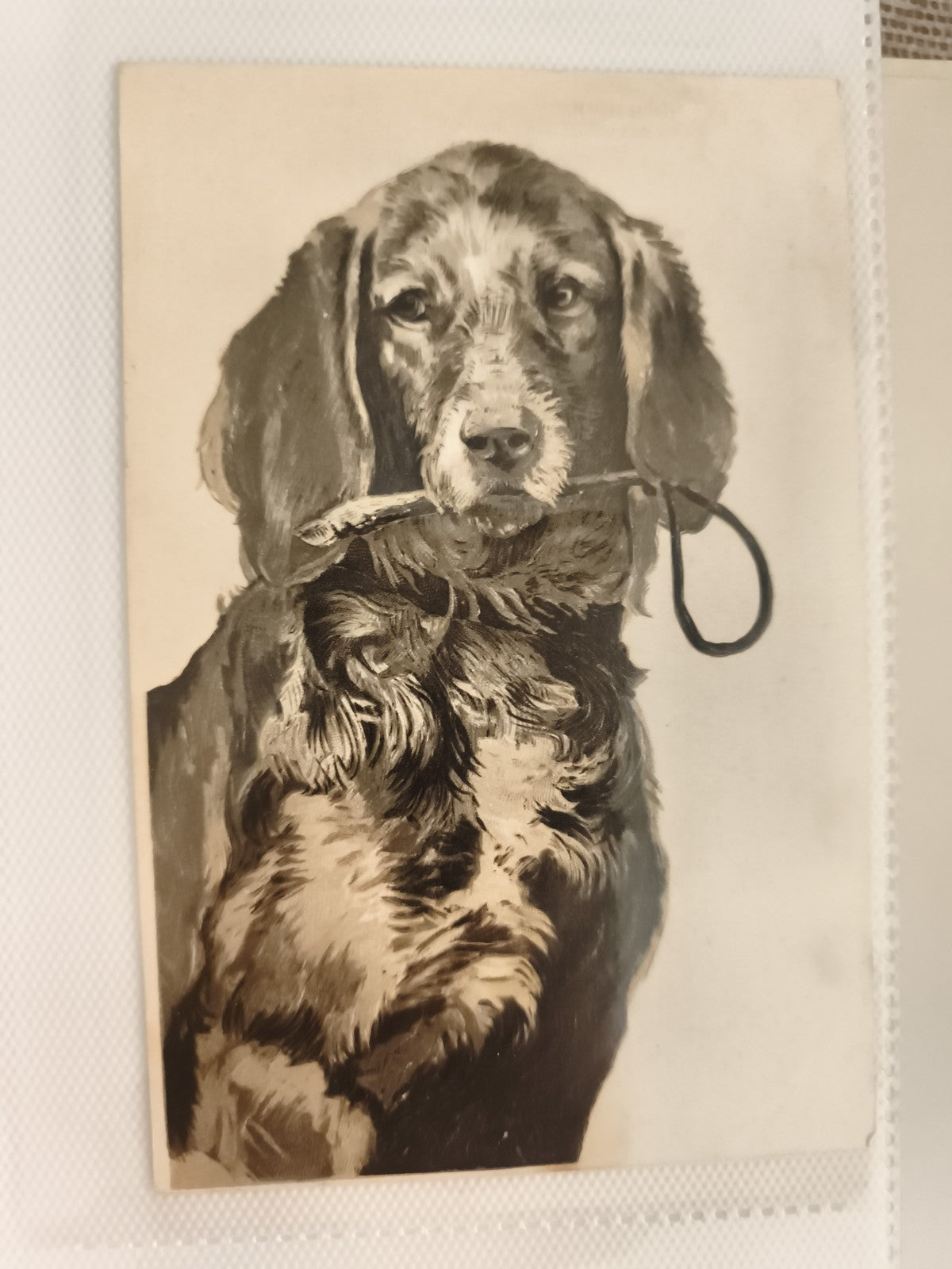 Carte postale ancienne chien portrait Setter illustration vintage CPA