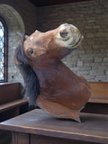 Très rare taxidermie Cabinet de curiosité grande tête trophée Cheval 1 mètre