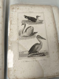 Ancienne gravure XIXe animalier oiseaux ? albatros cygne pélican déco vintage