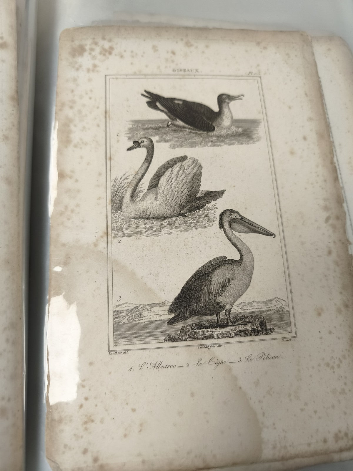 Ancienne gravure XIXe animalier oiseaux ? albatros cygne pélican déco vintage