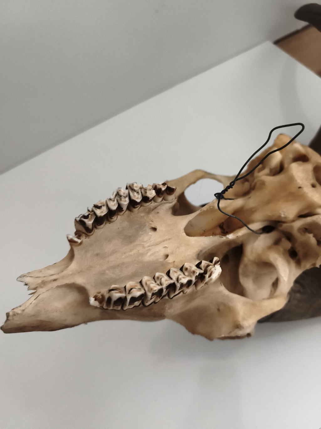 Crâne ancien avec très grandes cornes spirales taxidermie déco naturelle