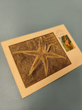 Enveloppe premier jour d?émission FDC étoile de mer timbre Espagne 1979