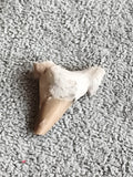 Dent fossile requin couleur sable minéral naturel paléontologie